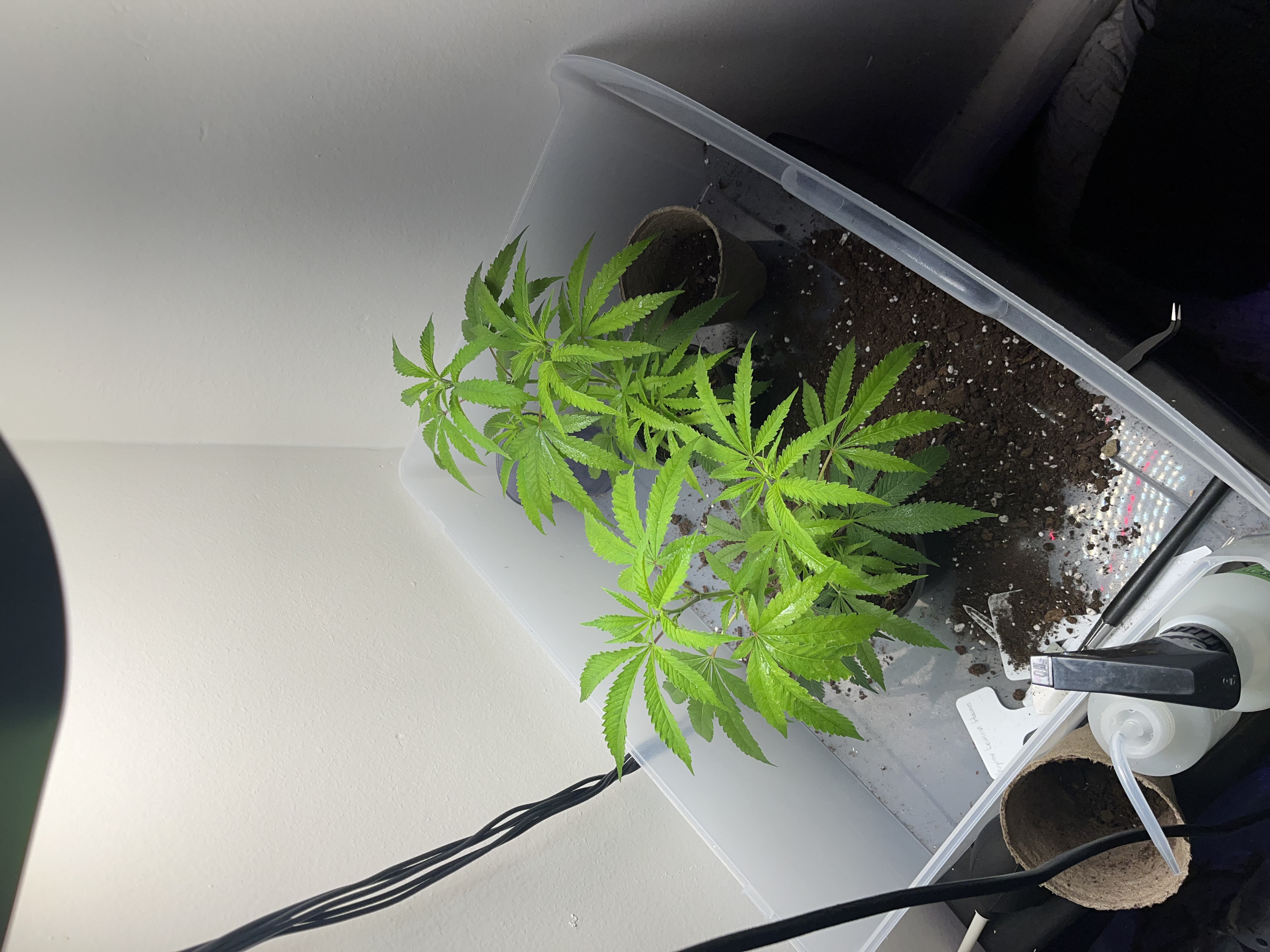 Hali Hash product