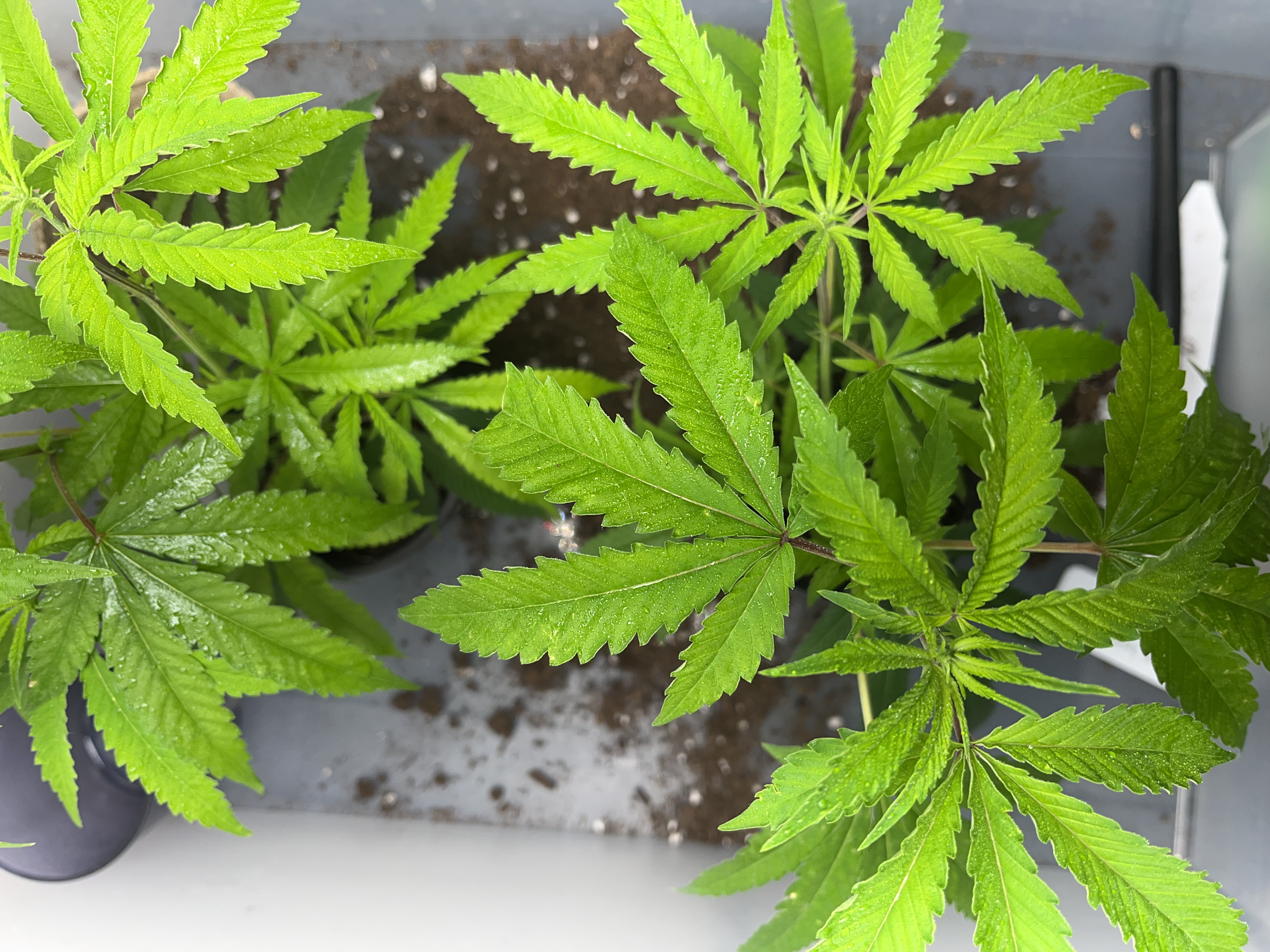 Hali Hash product