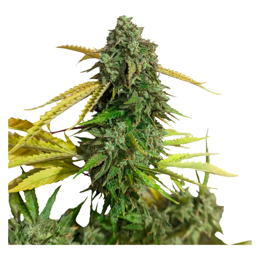 Super Lemon Haze
