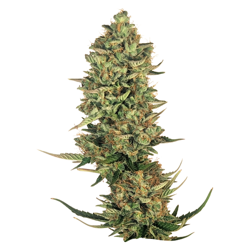 OG Kush